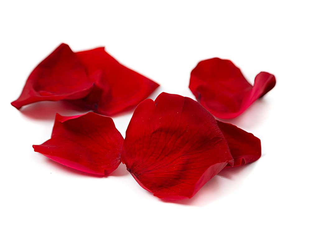 petales de roses